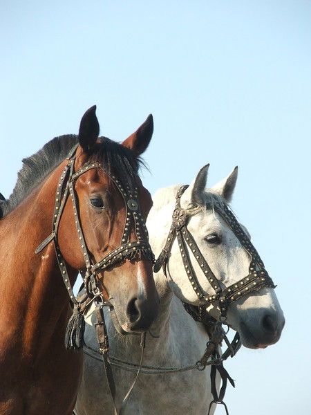 Лариса Гоброволь