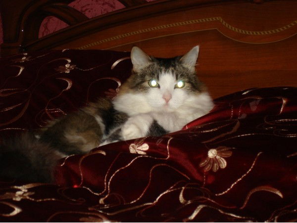 Слава Тарасов