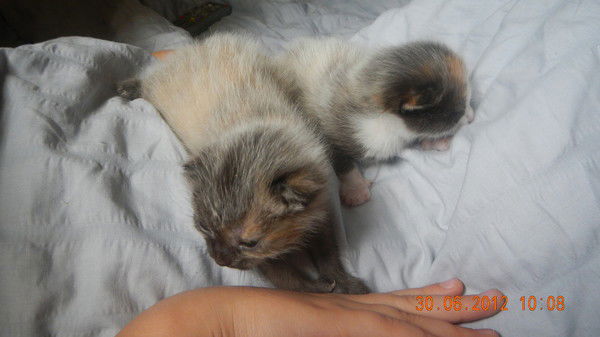 Ольга Соснина