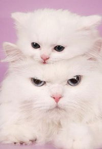 Катя Калиушко