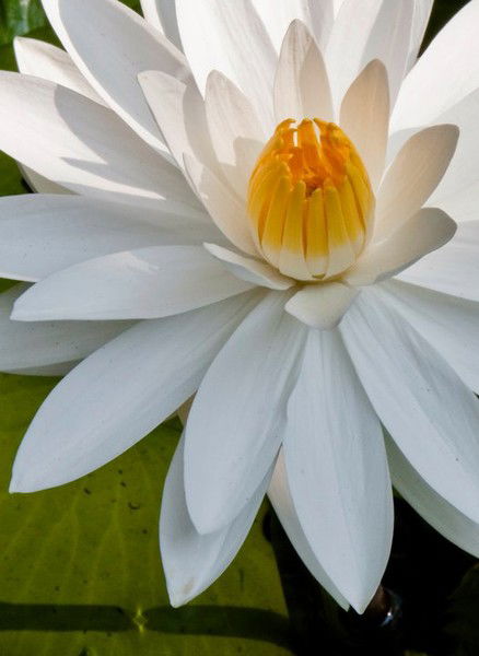 Светлана ......