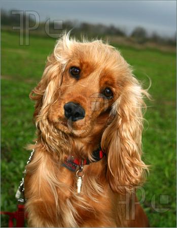 Дмитрий Бокарев