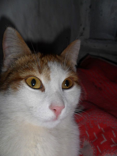 Игорь Попельников