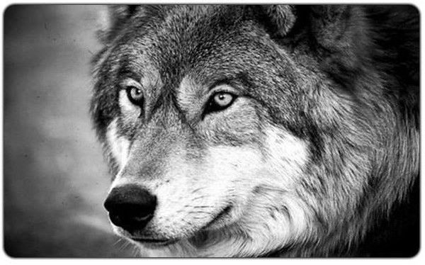 Василий Дровняшин