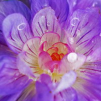 Антонина Сергушкина