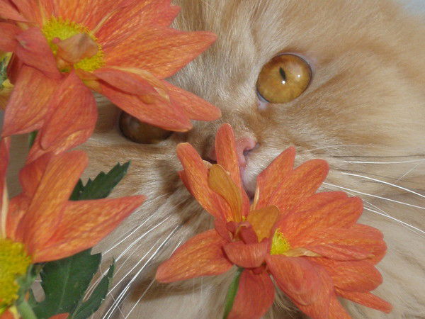 Елена Колобова