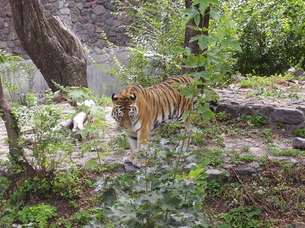 Дмитрий Луговский