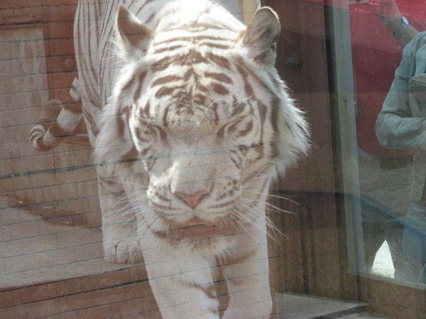 Виктор Цвайгерт