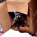 Аспирин Парацетамолович