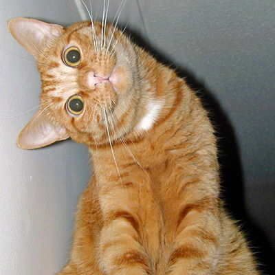 Сергей Елисеев