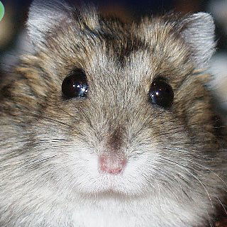 Оля Фамилия