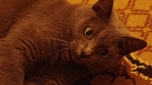 Светлана Егоренкова