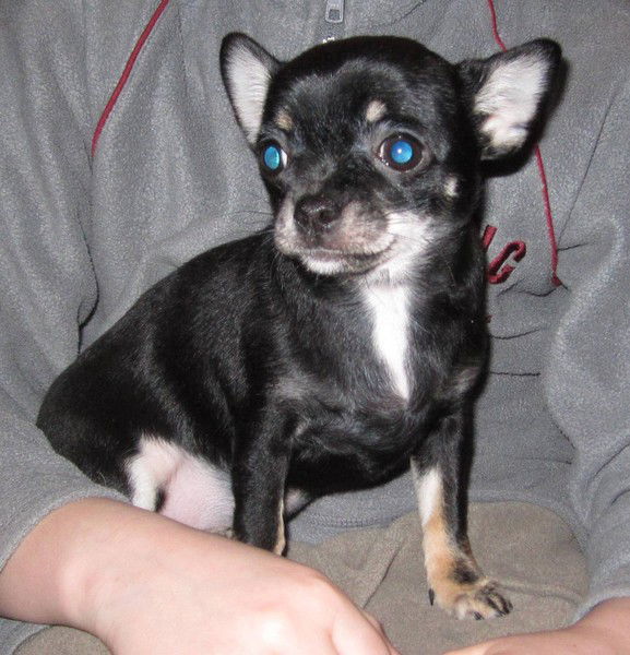 Наташа Петрова