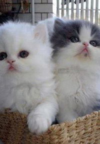 Саша Соснович