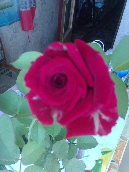 Сашуля Гуляева