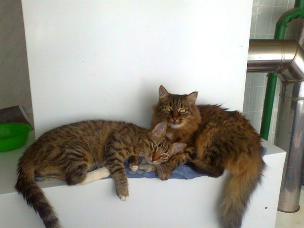 Иван Алтынник