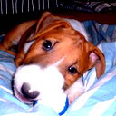Pit Bull