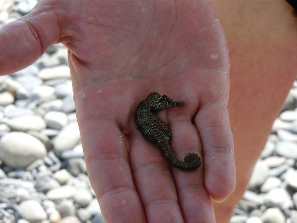 Константин Тоболев