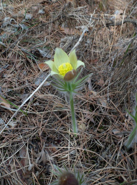 Нелли Рогозина