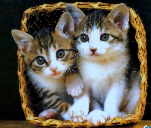 Владимир Петров