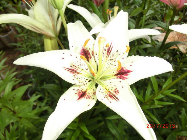 Алевтина Кузнецова