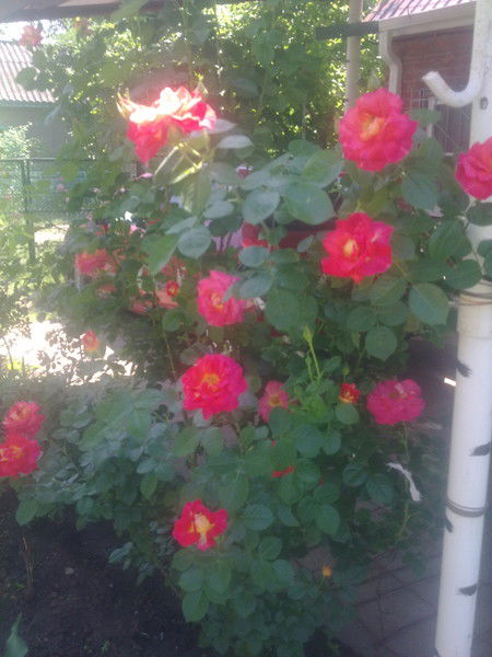 Надежда Кравченко