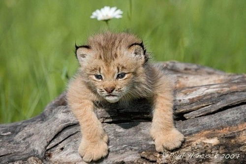 Ольга Рябышева