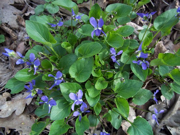 Ольга Степанова