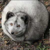 Валентина Початкова