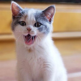 Евгения Медведева