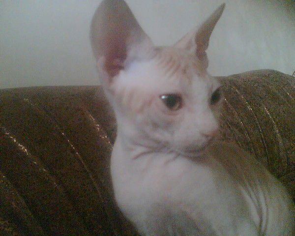 Сергей Шевченко