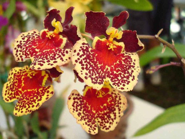 Елена Потапова