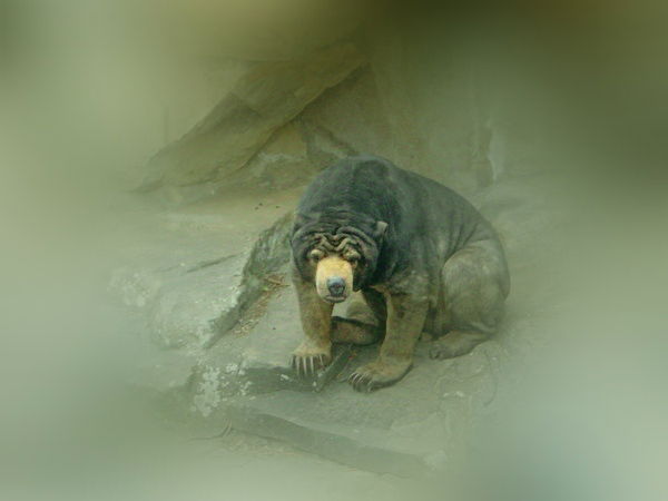 Азат Абдрахманов