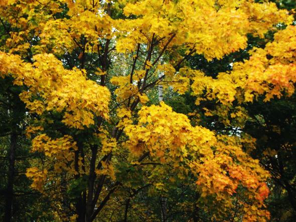 Назгуль Сапаева