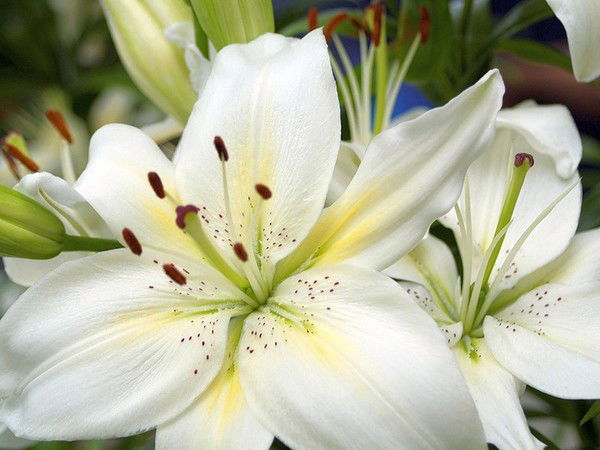 Гульнара Мингалеева