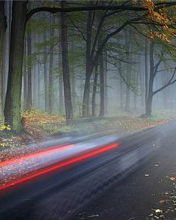 Елена Ляпина