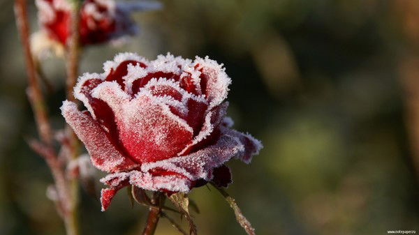 Маргарита Клейн