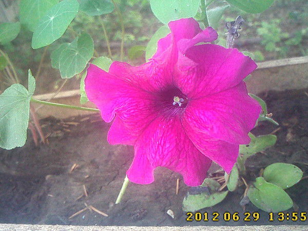 Владимир Косарев