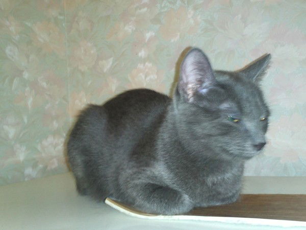 Грицько Чупурик