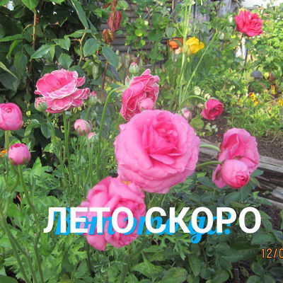 Ирина Танкова