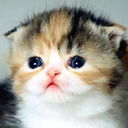 Ольга Аленина