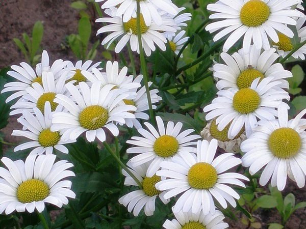 Ольга Жихарь