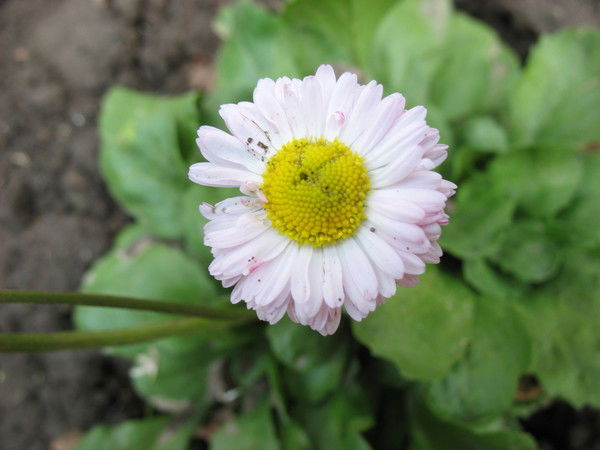 Виктор Явецкий