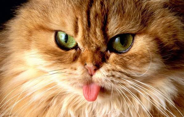 Хорошая Девочка=В