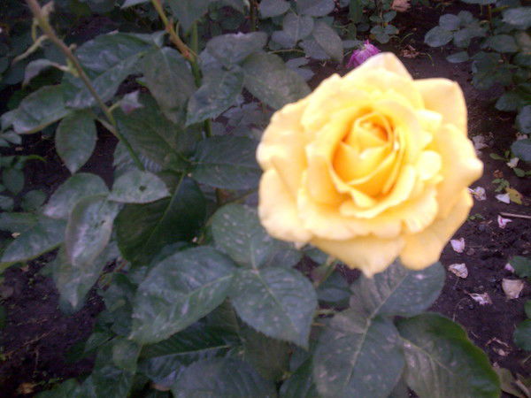 Оксана Наволокина