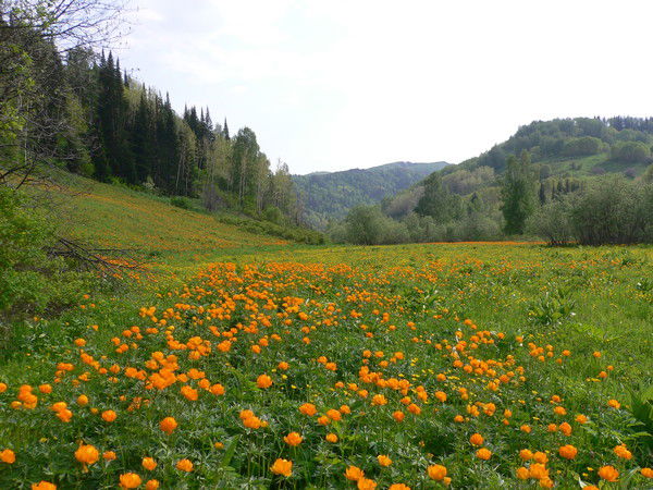 Елена Боярченко