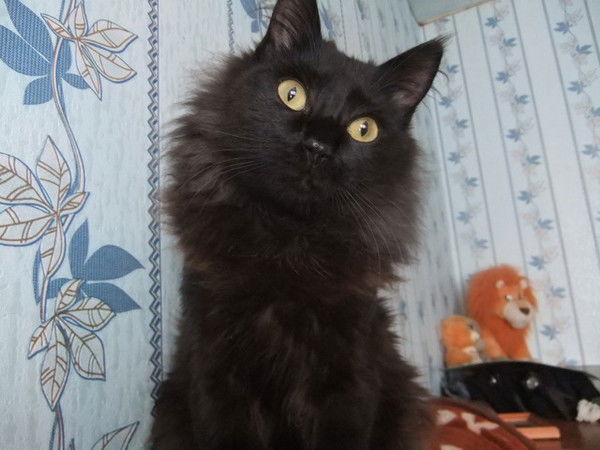 Ольга Корчемлюк