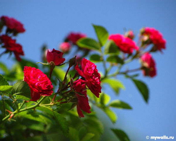 Наталья Пелишенко