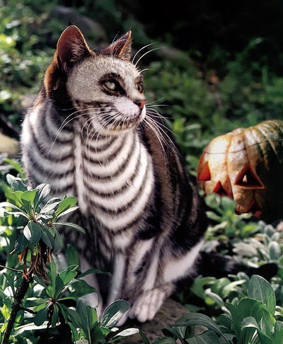 Макс Бобошин