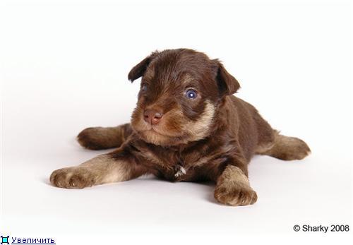 Анжелика Кнакнина